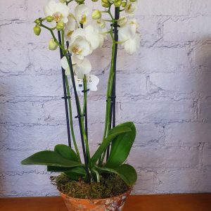 Beautiful Orchid plant